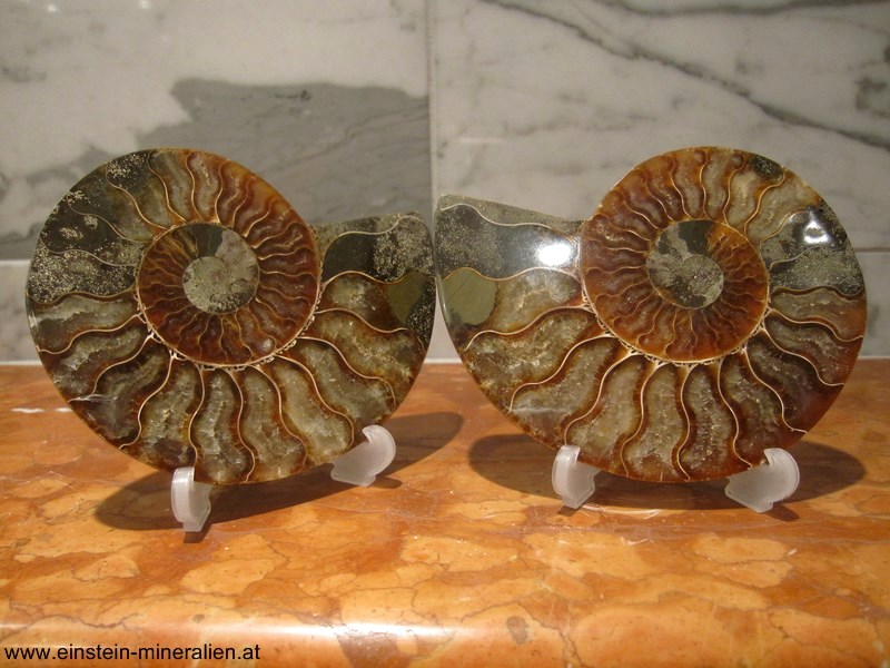 Ammonitenpaar A 0,344kg